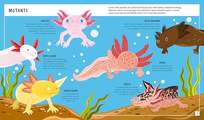 Axolotl: A Young Zoologist's First Field Guide