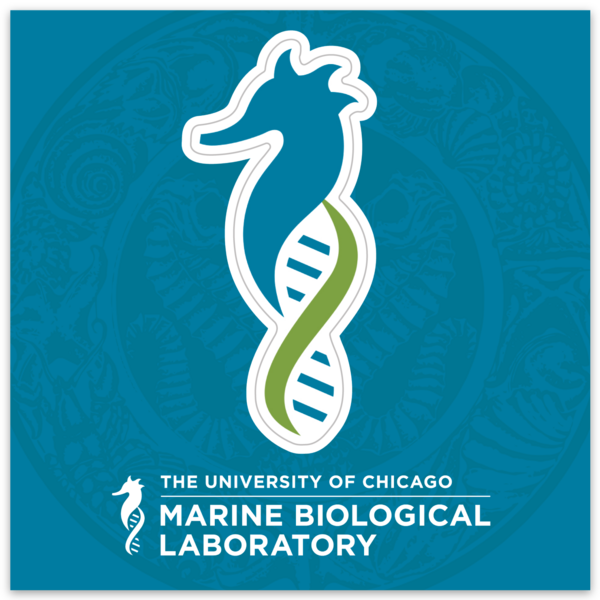 Seahorse Kiss Sticker