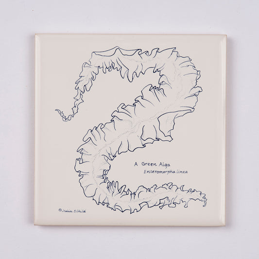Algae Trivet