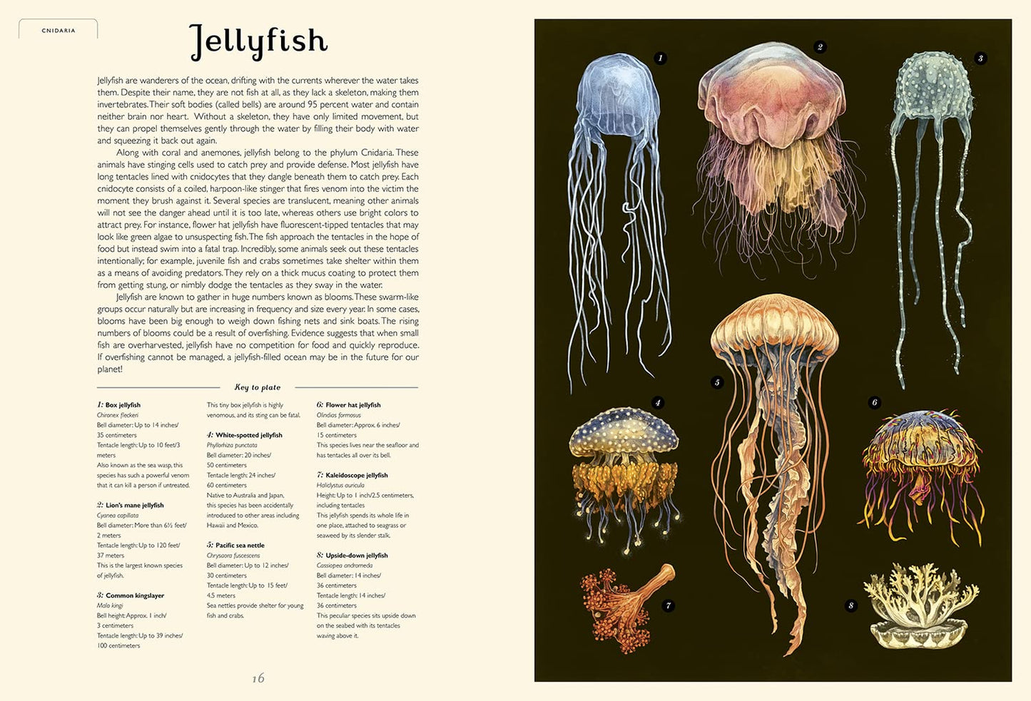 Oceanarium: Welcome to the Museum Book