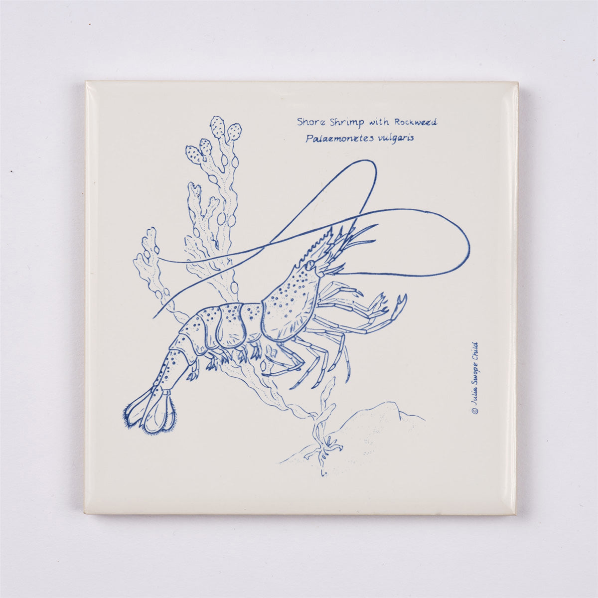 Shrimp Coaster