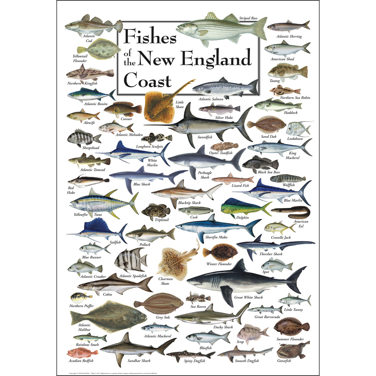 New England Poster