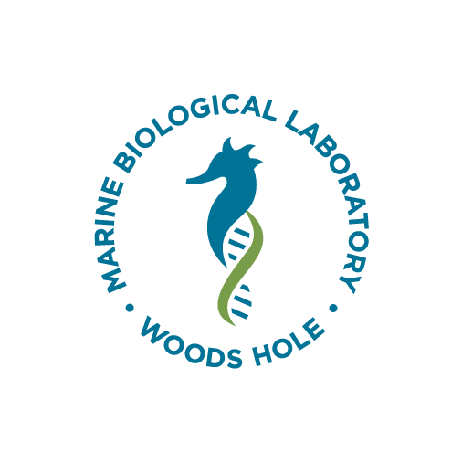 Seahorse Logo Sticker