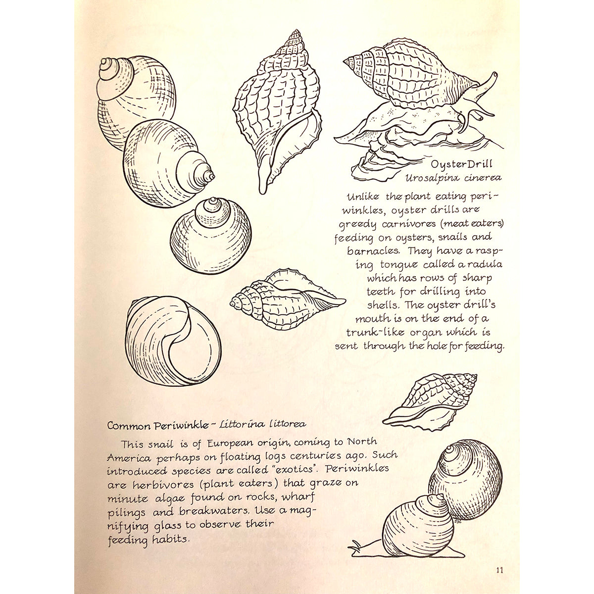 MBL Coloring Book